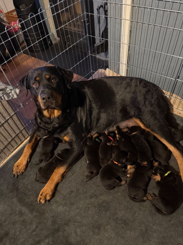 Rottweiler pups 
