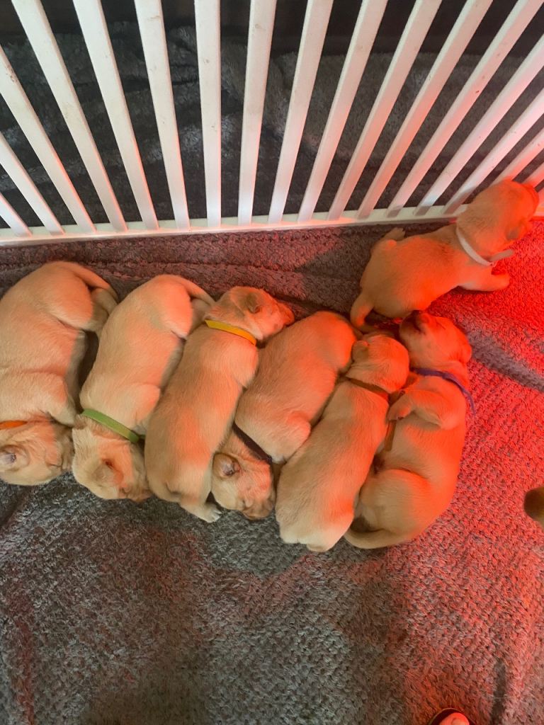Labrador Retriever, KC Registered, 