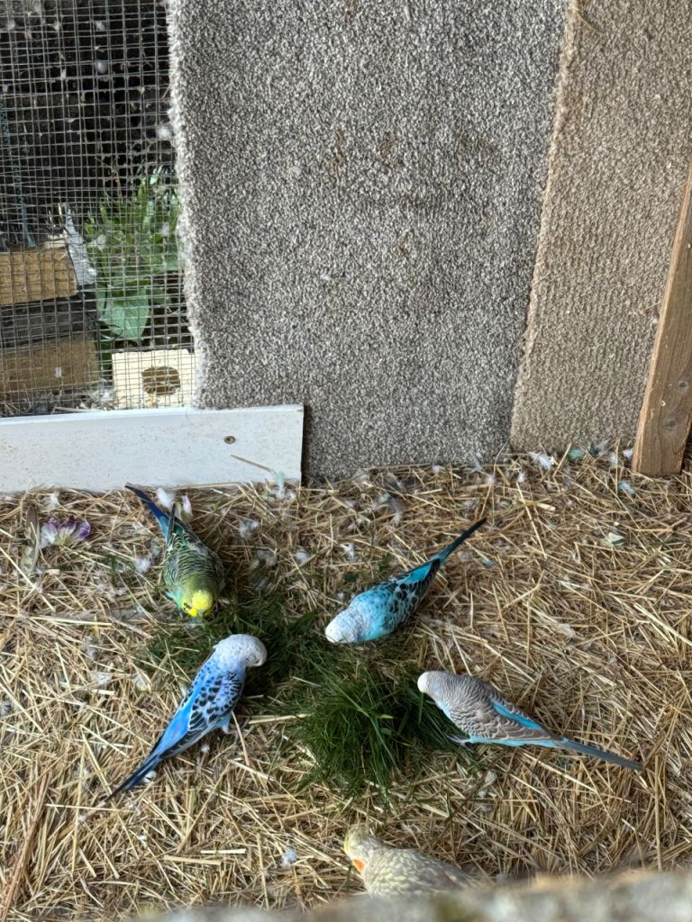 Budgies for sale