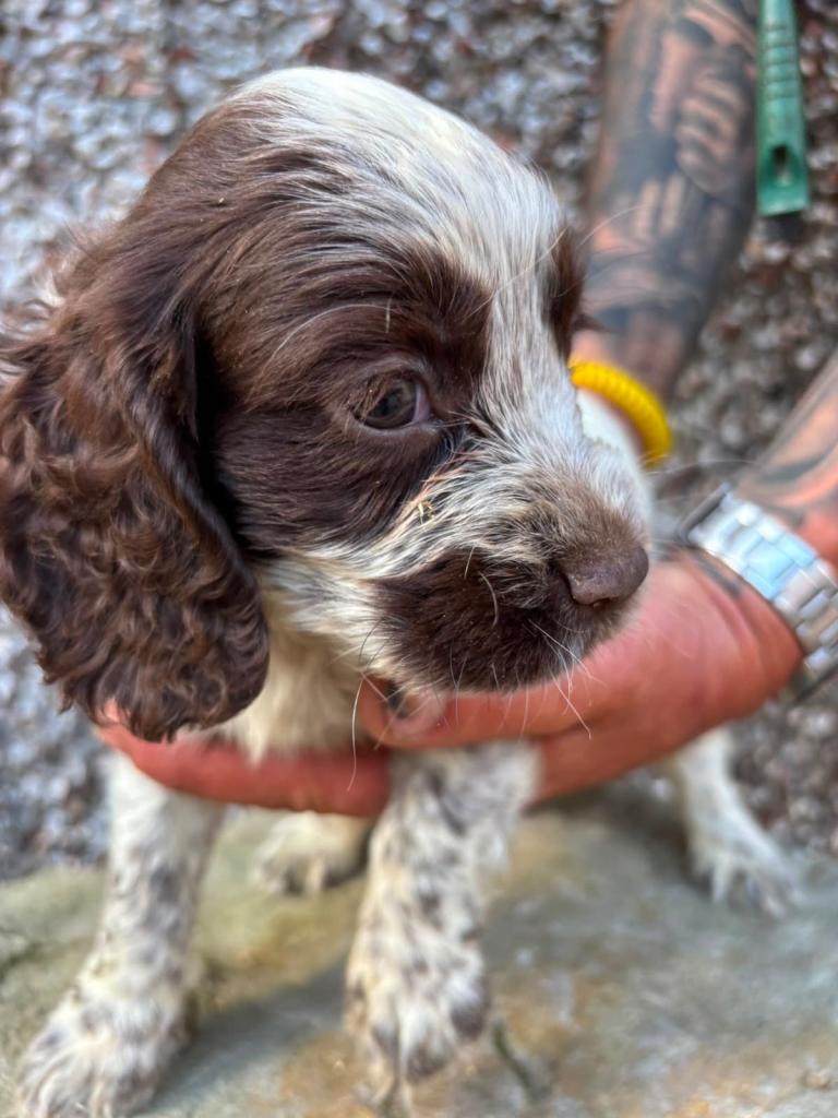 Cocker spaniel pups