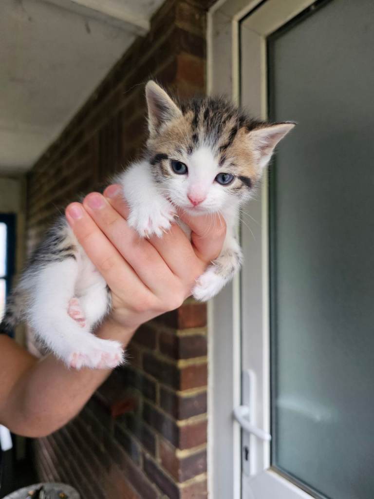 Kittens for sale £150 each