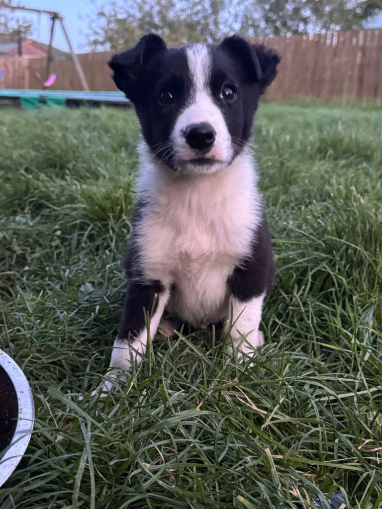 Border collie pups for sale 