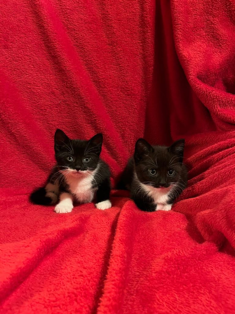 Gorgeous Kittens looking for their forever home 