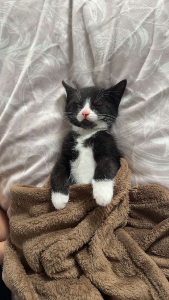 Kitten 