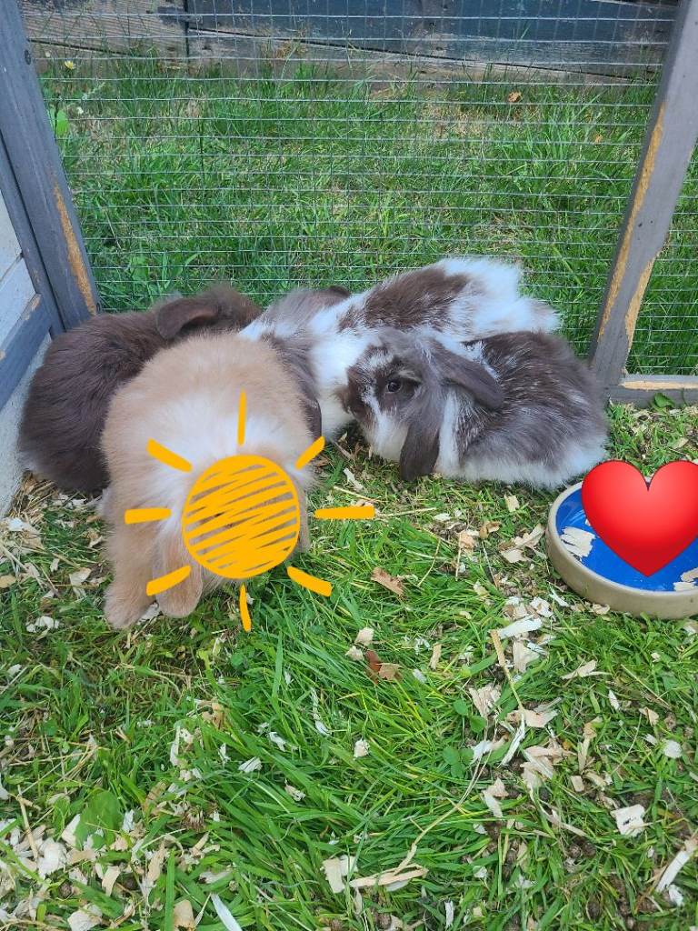 Baby lop rabbits ready now 