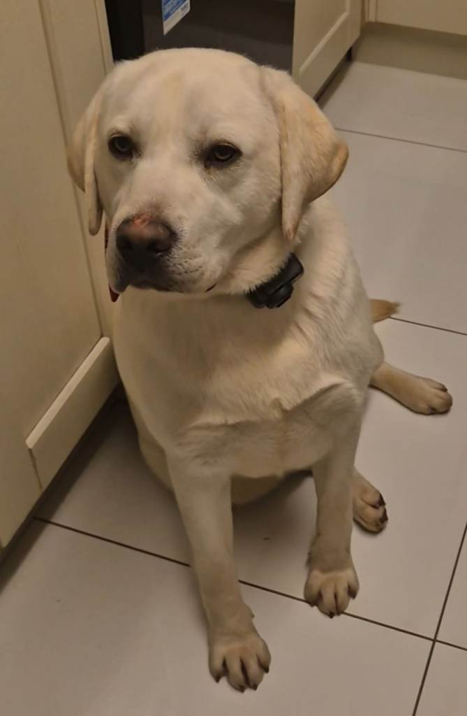 Labrador