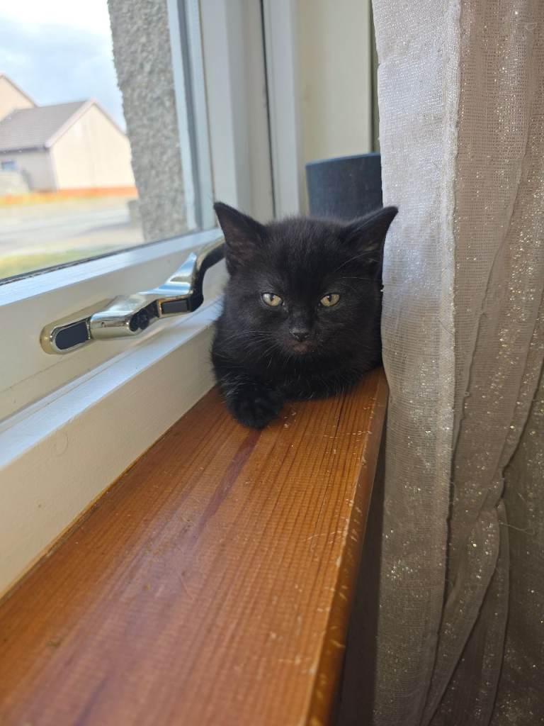 1 Black kitten 
