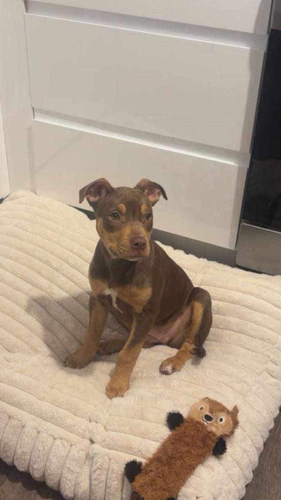 Rottweiler x American bully puppy