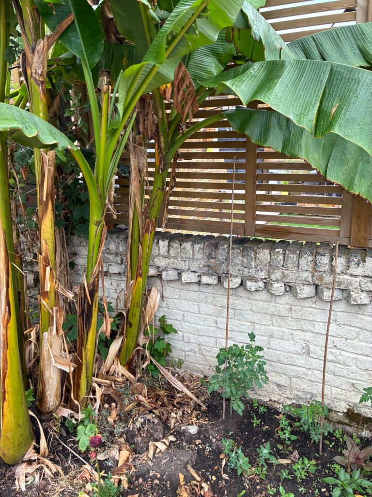 Indoor and outdoor banana plants 