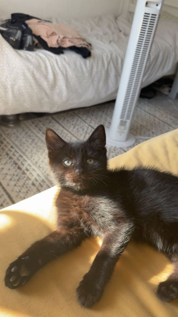 kitten