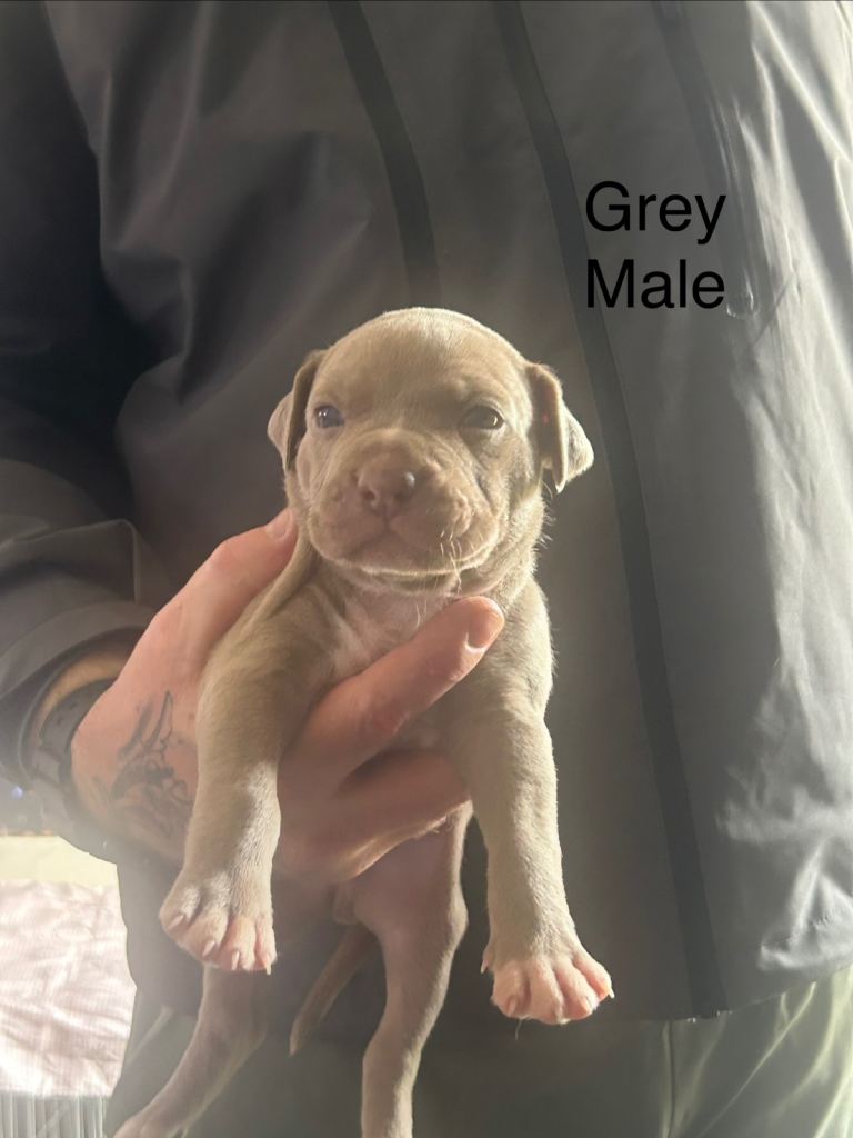 American bulldog cross puppies 