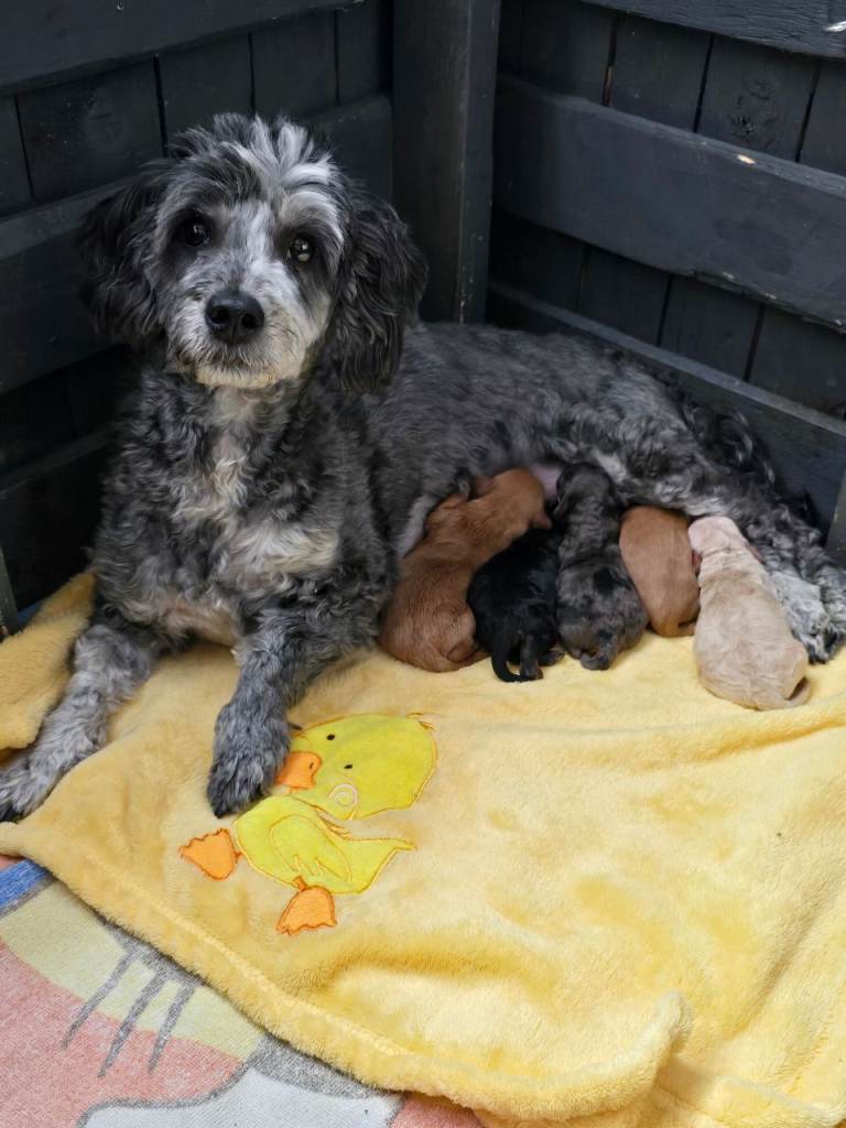 Toy poodle x Mini Poodle