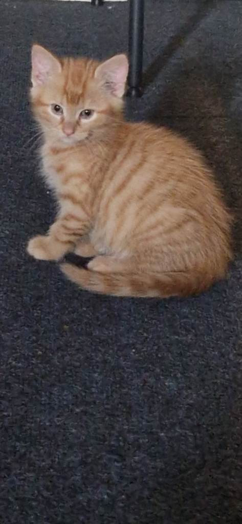 Ginger male kitten 