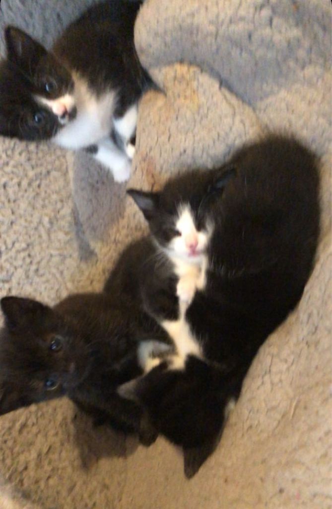 Kittens For Sale 