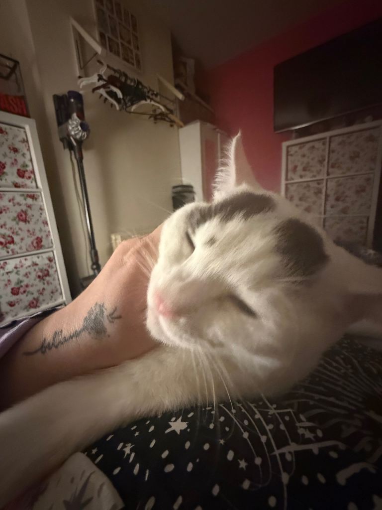 Paired Kittens under 1