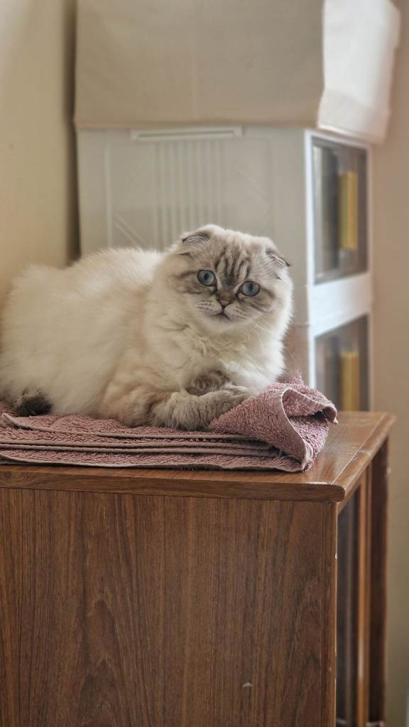 Chika - Persian Cat.