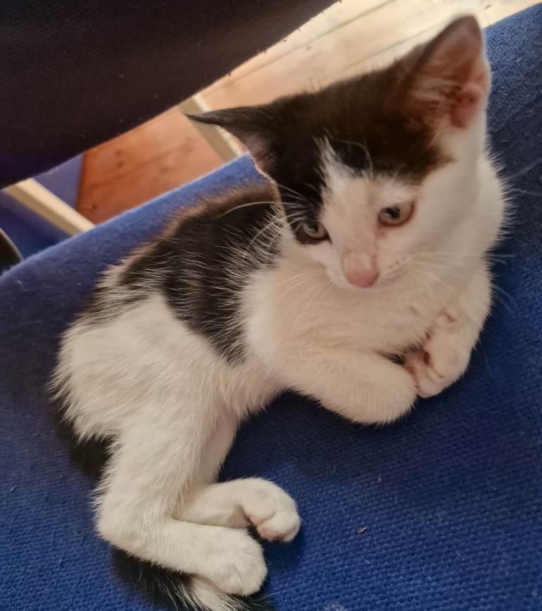 🥰Adorable black and white Kittens ❤