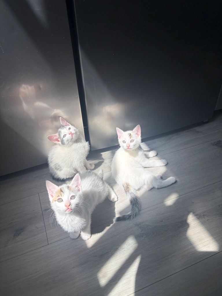 4 beautiful kittens 