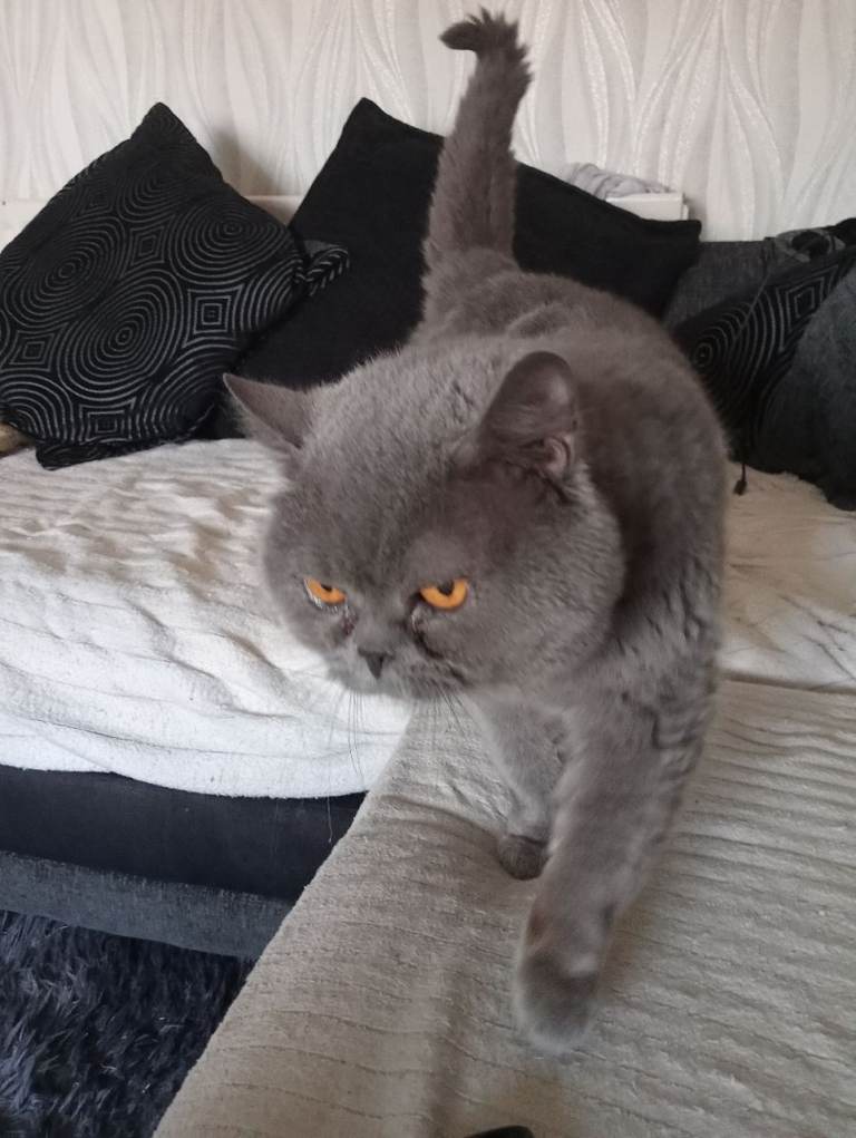 Max blue British shorthaired boy