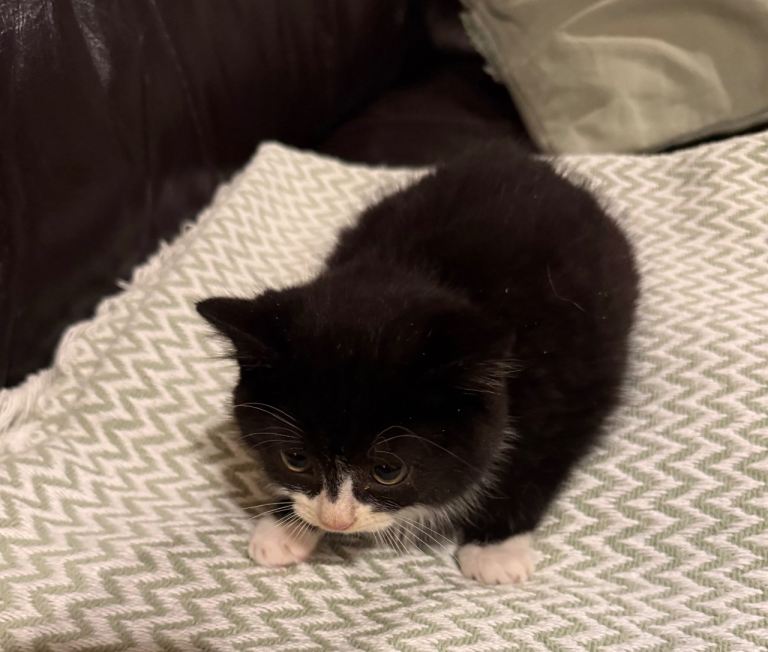 Gorgeous male kittens **both reserved**