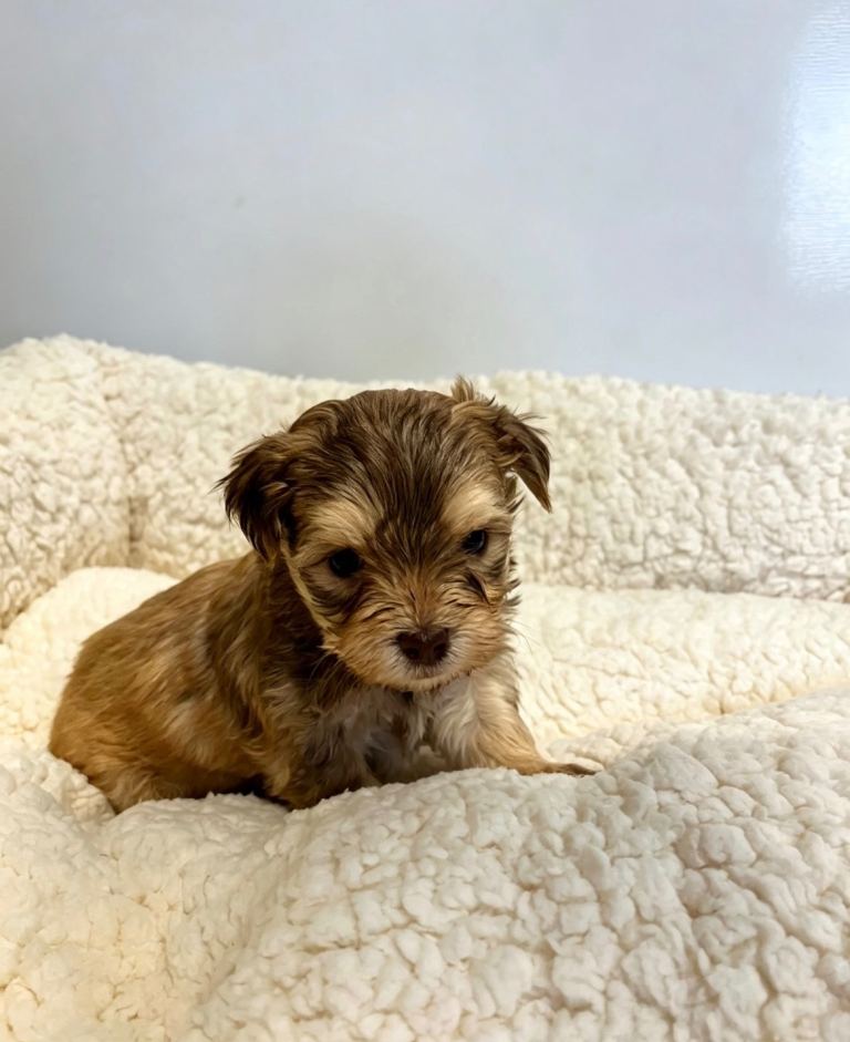 F1 Maltipoo puppies 