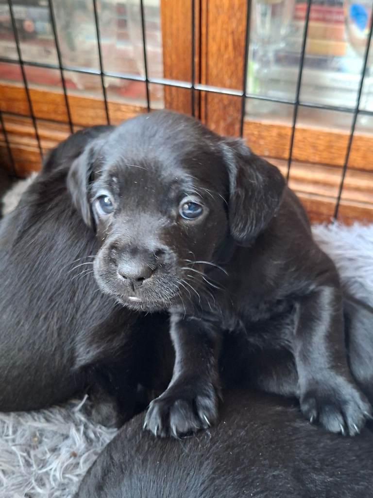 Miniature poodle cross frech bulldog puppies 
