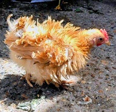 Chicken 