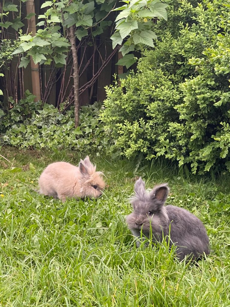 Adorable Lionhead Bunnies