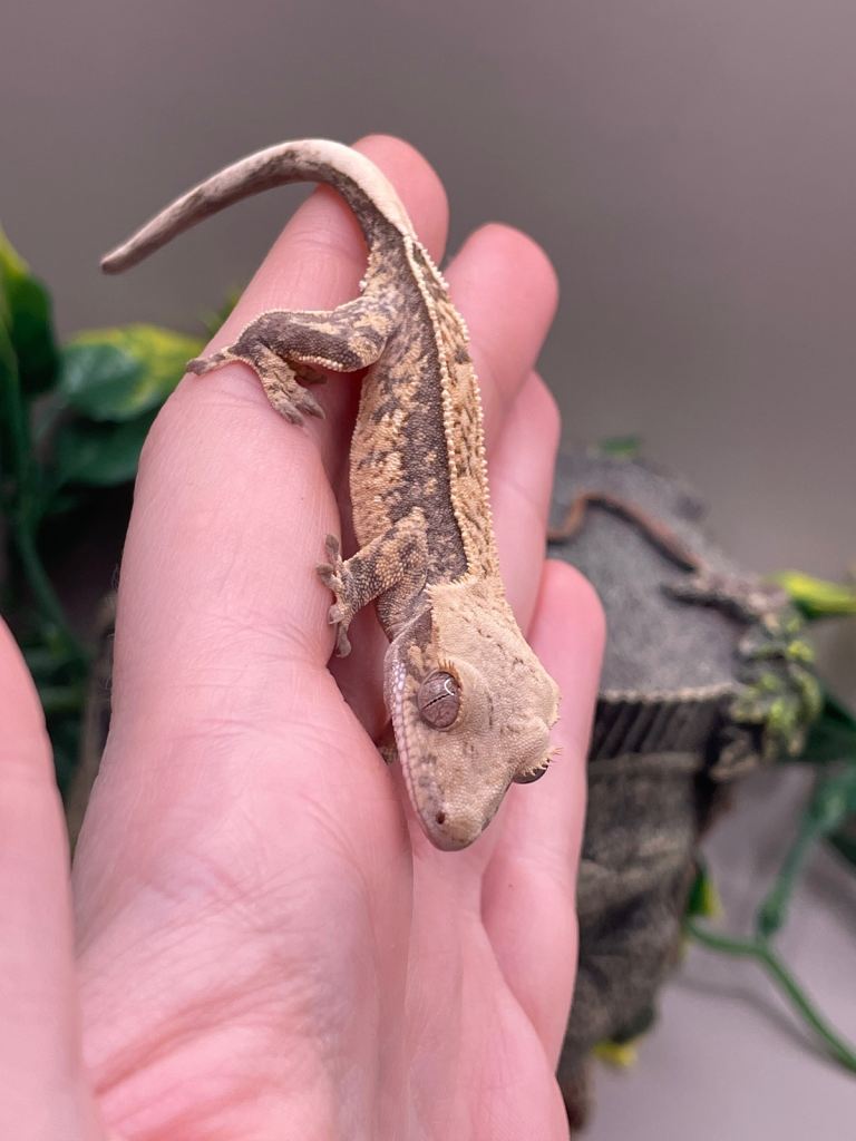 Crested gecko - baby 