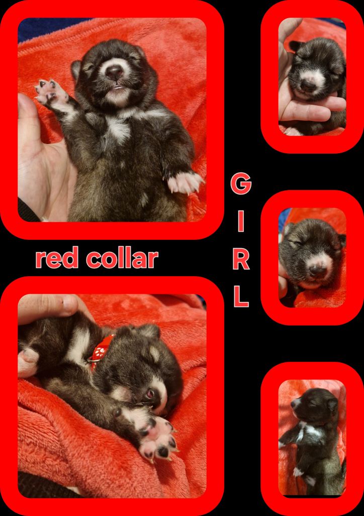 Stunning siberian husky cross coltriever pups 