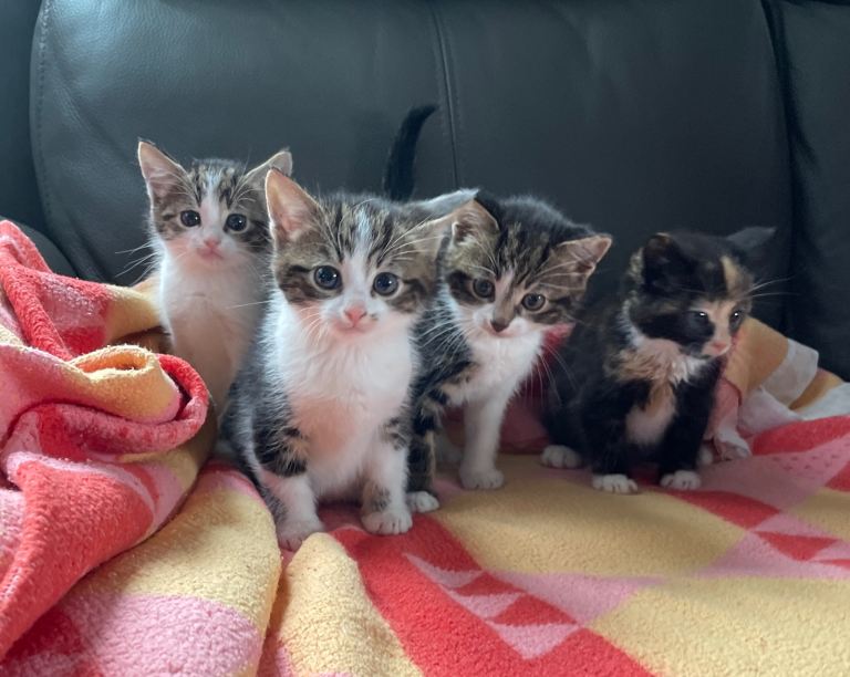 2 Females & 2 Males looking for lovely homes