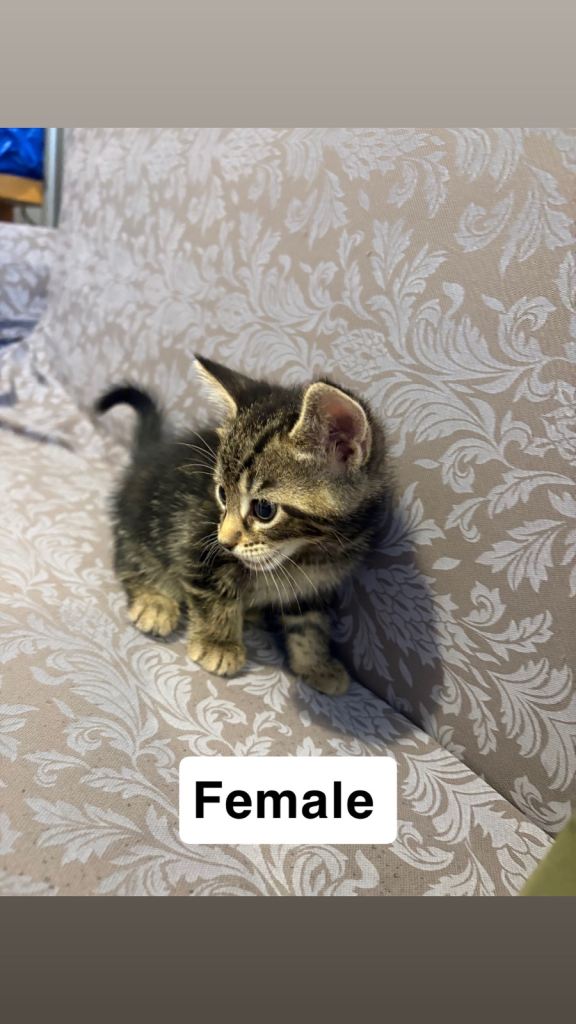 Tabby Kittens for sale 