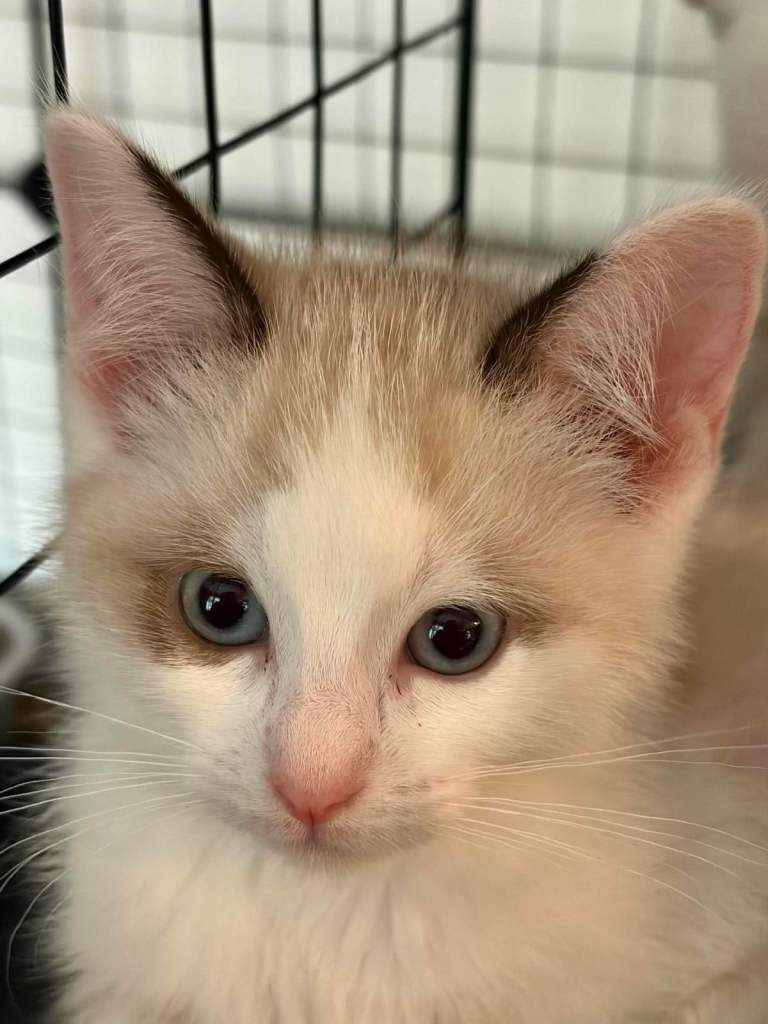 Ragdoll cross snowshoe kittens 