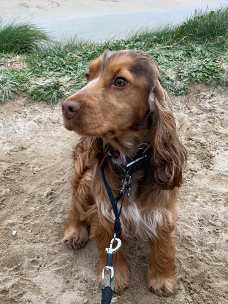 Show Cocker Spaniel Puppies