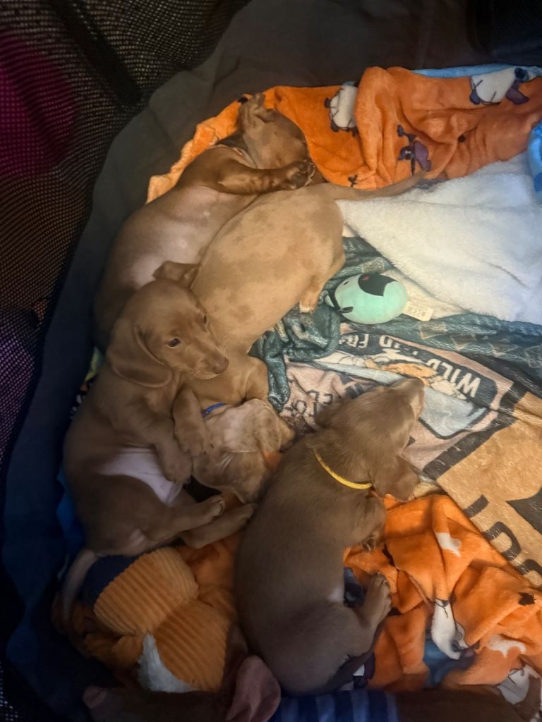 Miniature dachshund puppies 