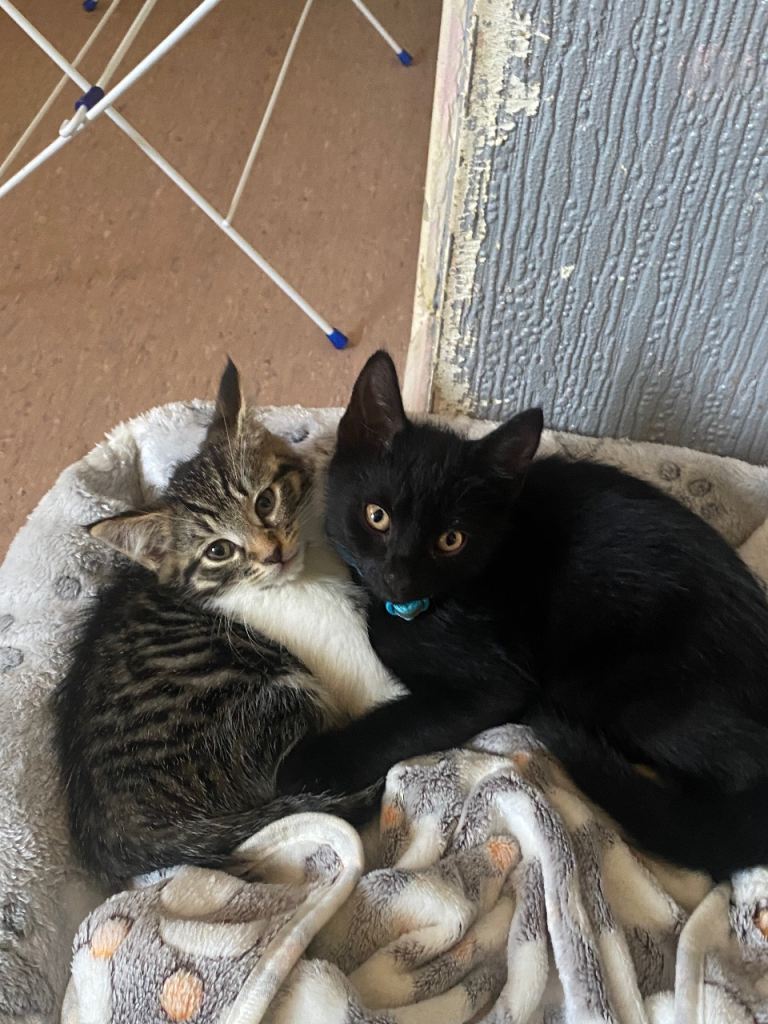 Two kittens 