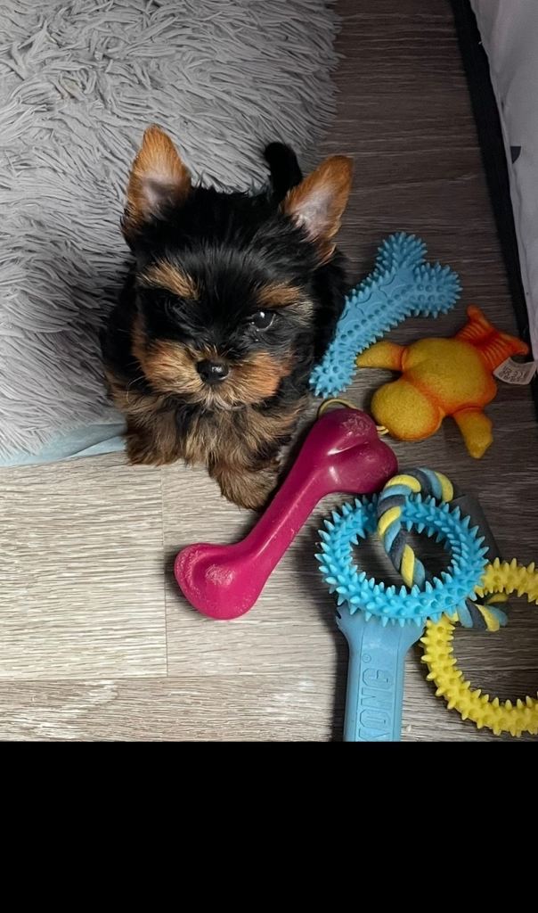 only one girl left pure breed yorkshire terrier 