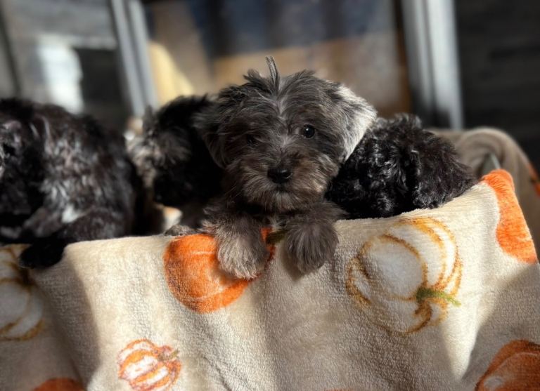 Beautiful Jackapoo puppies