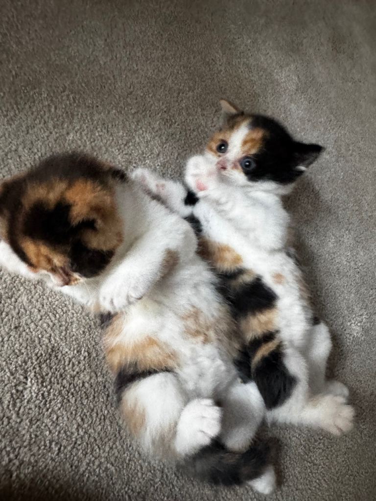 British short hair calico kittens
