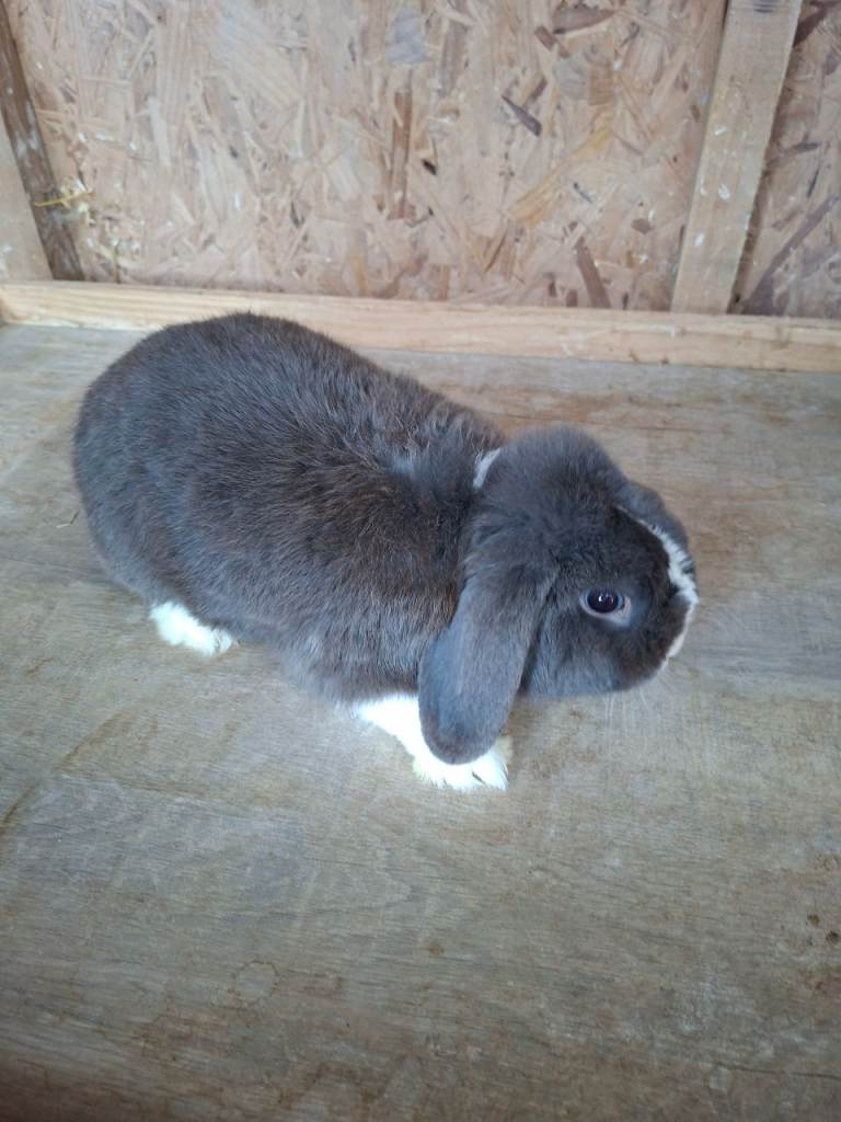Male minilop boy 8 months old