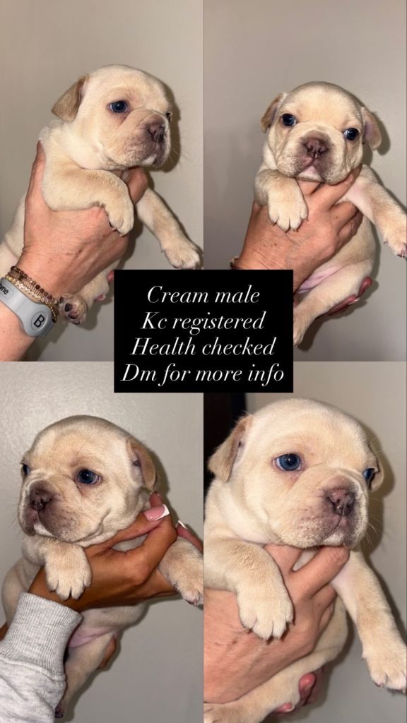 French bulldog puppies 