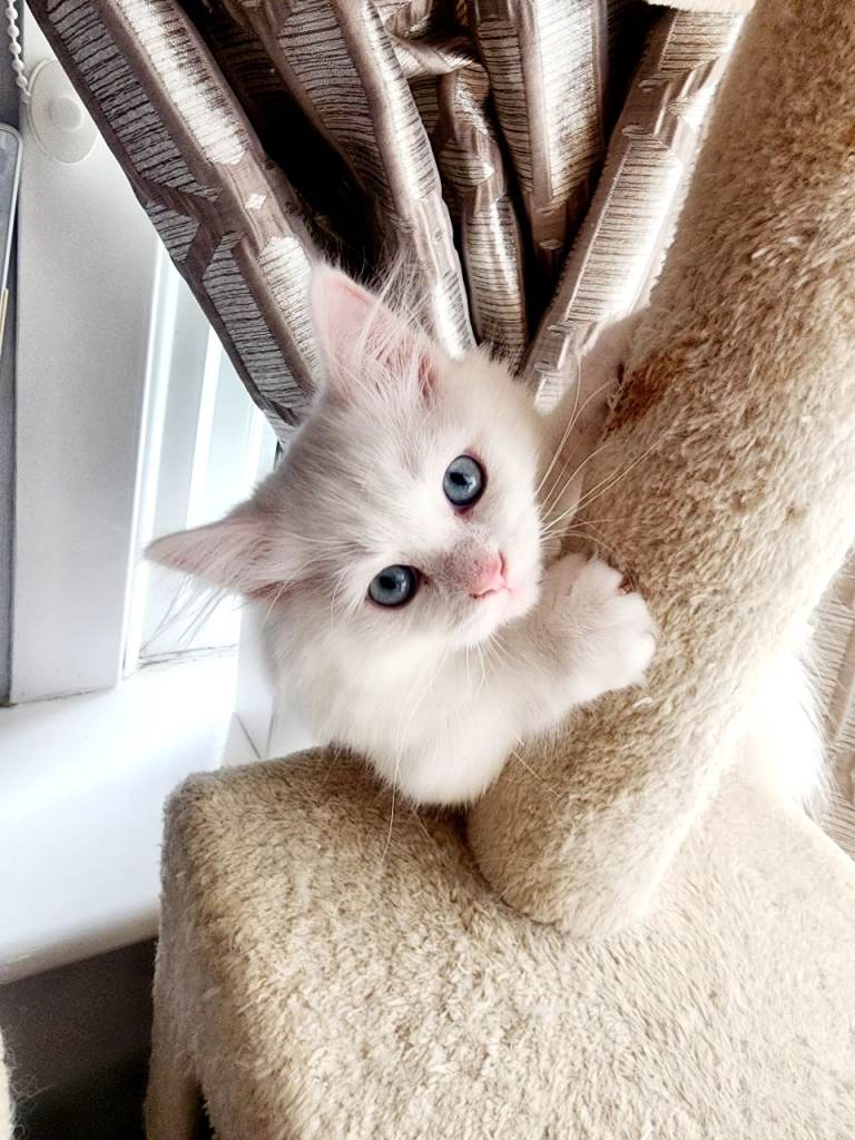 Siberian blue-eyed furry girl looking for forever home.🩷