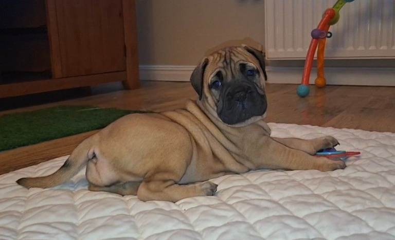 Bullmastiff pups