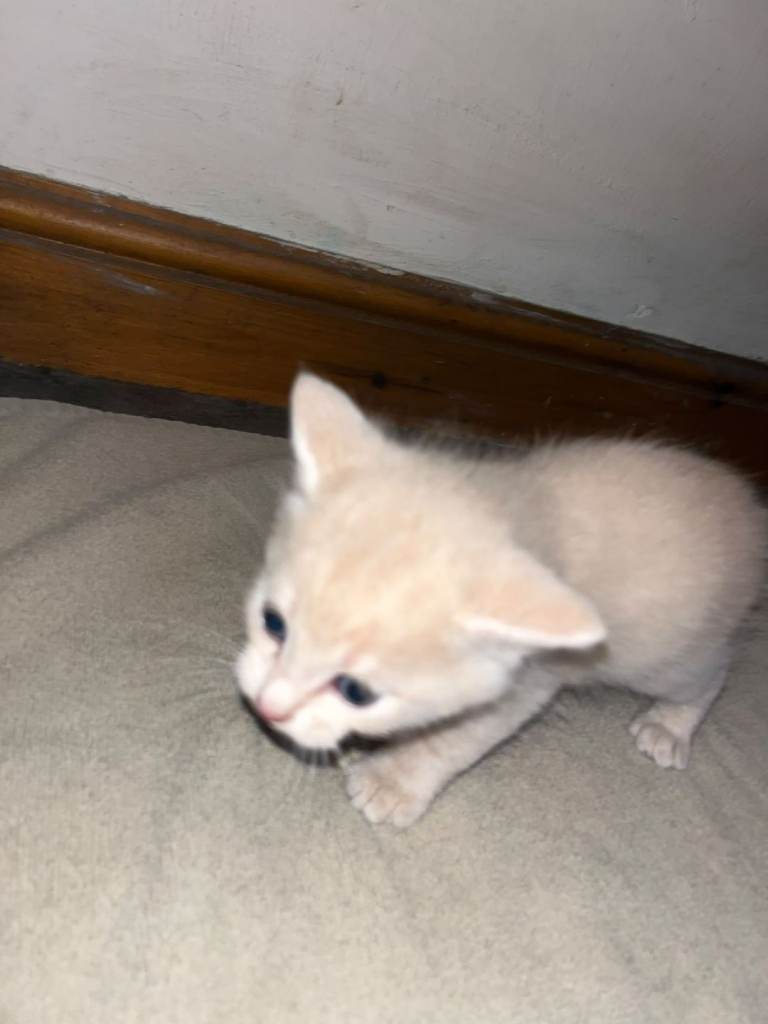 Mixed breed kittens
