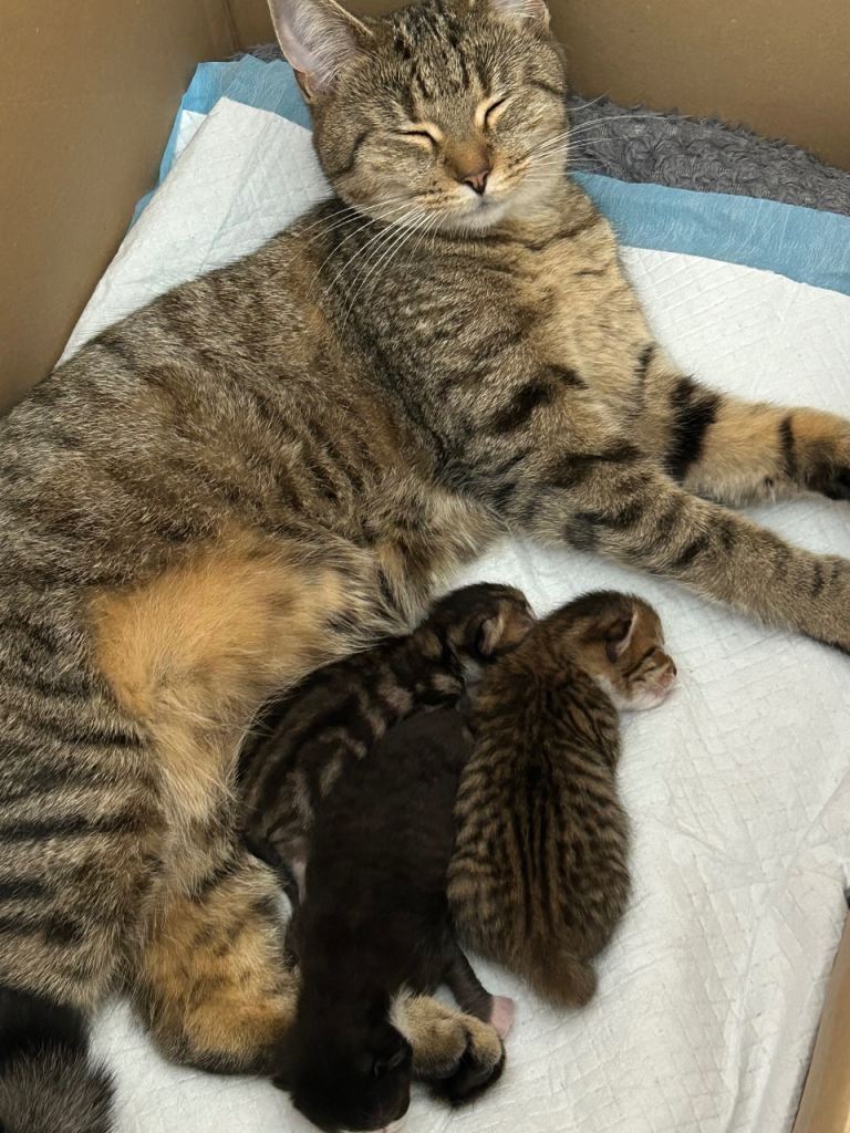Kittens ready for there new homes