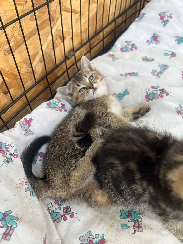 4 adorable kitten