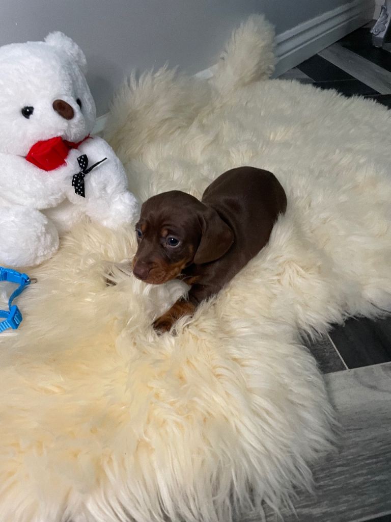 Miniature Dachshund Puppy’s  