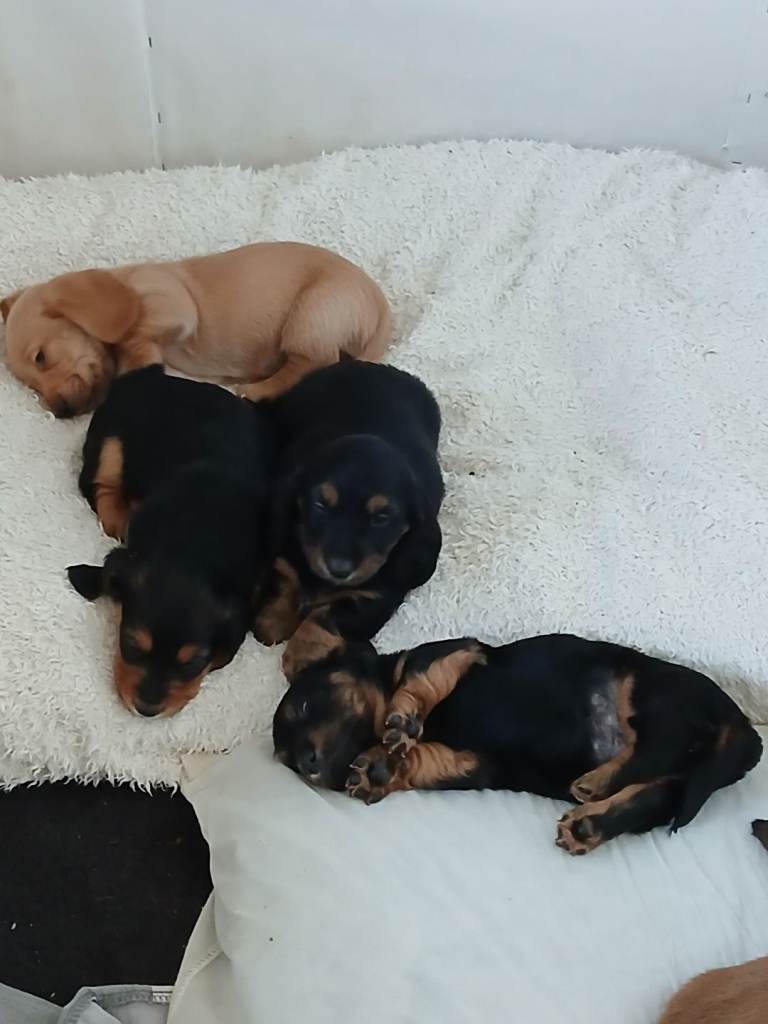 Basschund puppies 