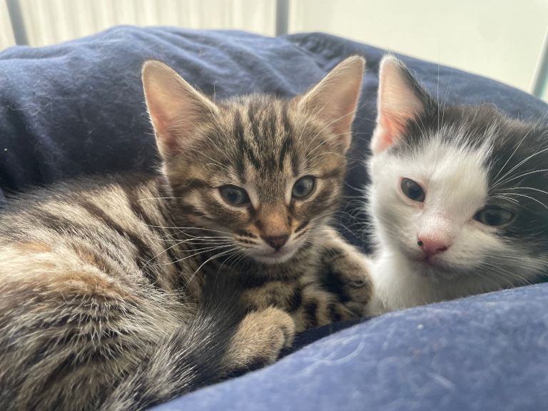 Adorable Kittens Looking for Their Forever Homes