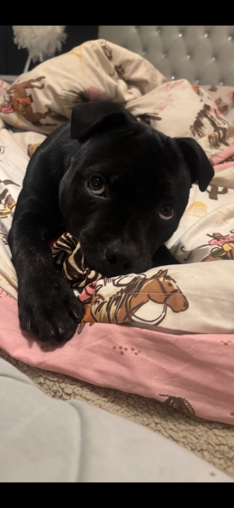staffordshire bull terrier